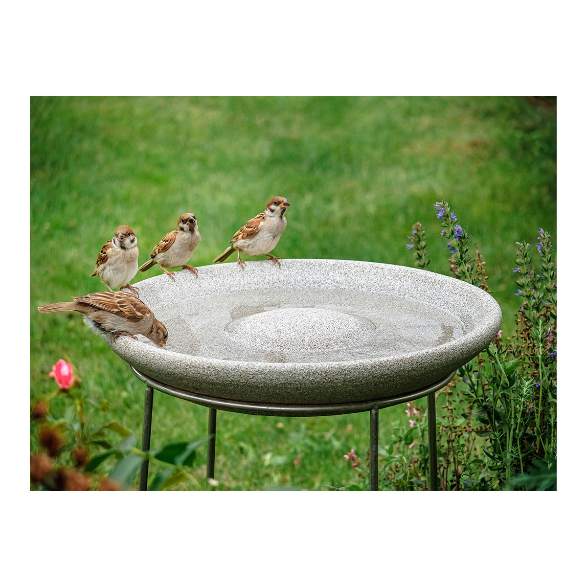 Vogeltränke Granicium mit Ständer